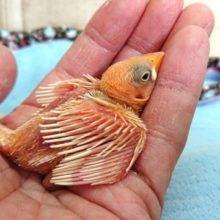 イチオシです！！　白文鳥のヒナでｺﾞｻﾞｲﾏｽ～～