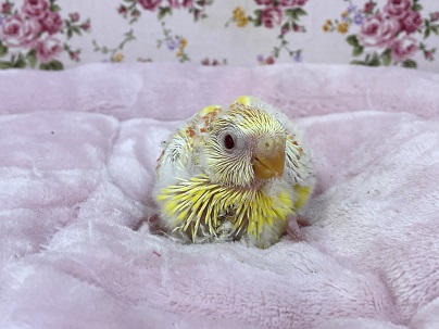 レアです！！ ビセイインコ“ルチノー”のひな　2021.4/22撮影