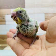 人気カラー☆セキセイインコ(パステルレインボー)入舎です！！