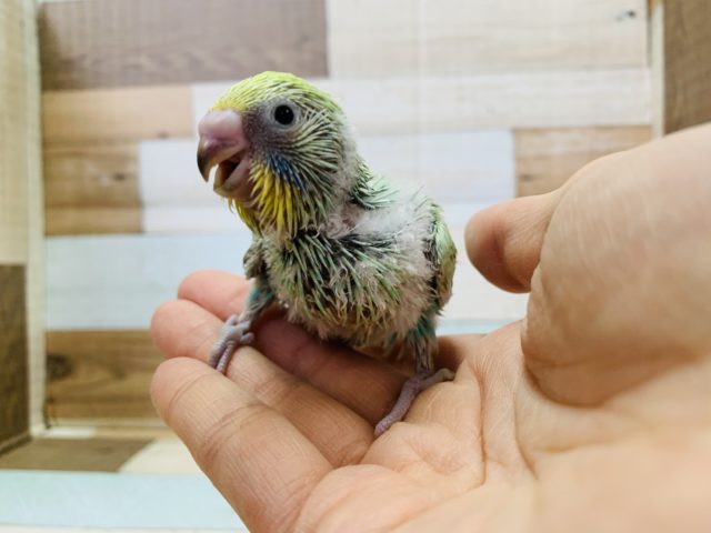 人気カラー☆セキセイインコ(パステルレインボー)入舎です！！