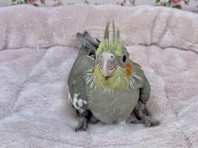 淡い色合いがステキです☆　オカメインコ“シナモン”のひな　2021.4/21撮影