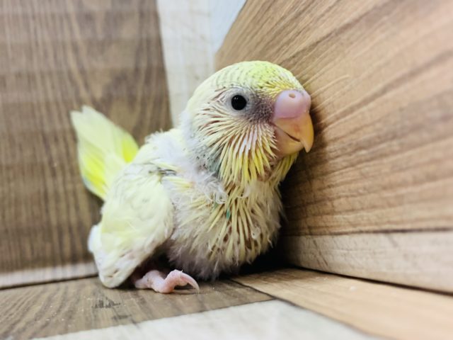 レアカラー☆セキセイインコ(ファロー系のクリームハルクイン)♪