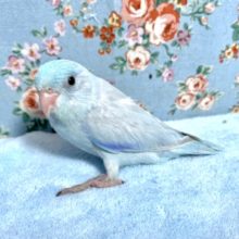 マメルリハ  アメリカンホワイト  男の子  4月3日