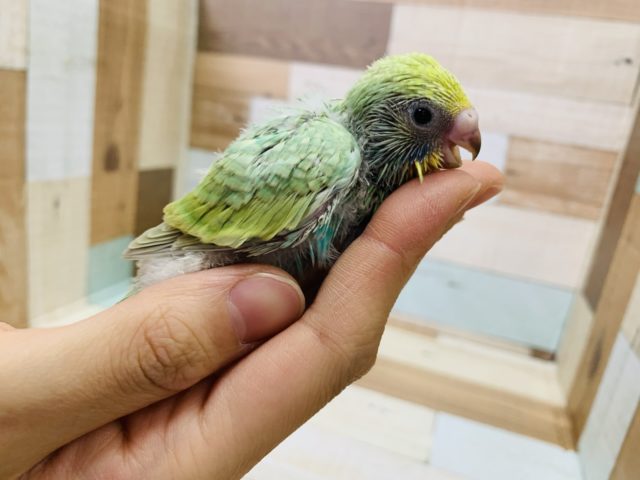 セキセイインコ