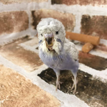 超ホヤホヤ最新画像★おススメの羽衣セキセイインコ～～