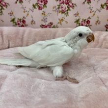美白さん！！ オキナインコ“アルビノ”のひな 2021.4/2撮影
