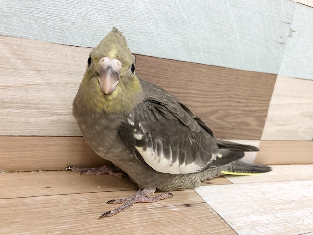 オカメインコ