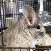 大阪生まれ元気な男の子です　４／１９投稿