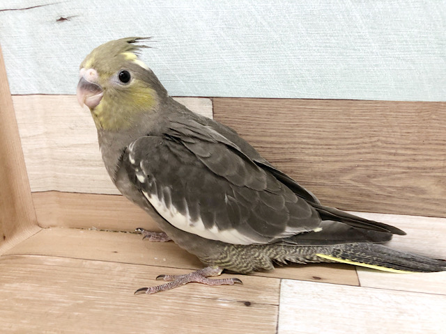 オカメインコ