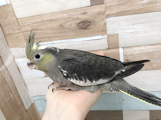 オカメインコ