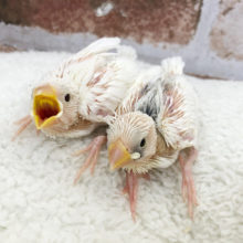 ご飯の時間に大合唱♪白文鳥ヒナ！