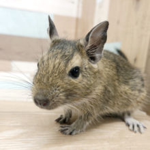 お散歩大好き〜♪デグーくん(ノーマル)