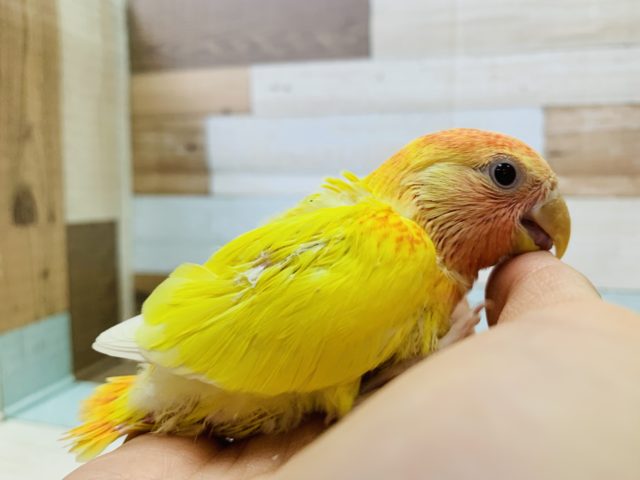 コザクラインコ（小桜インコ）