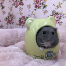 寄ってくるハムちゃんです　４／２６投稿