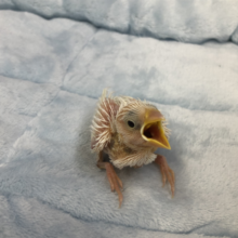 ウブウブな白文鳥さんです　４／２３投稿