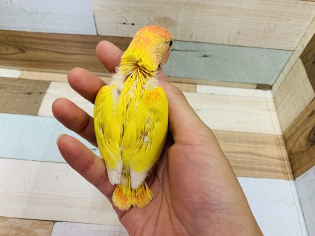 コザクラインコ（小桜インコ）