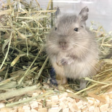 手の中でうとうと♡ブルーデグーちゃん！