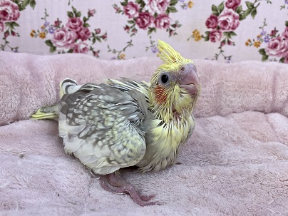 パールも良いですよ♪　オカメインコ“シナモンパール”のひな　2021.4/21撮影