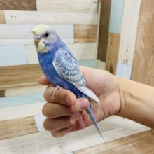 つむじがいいねっ！梵天セキセイインコ～　