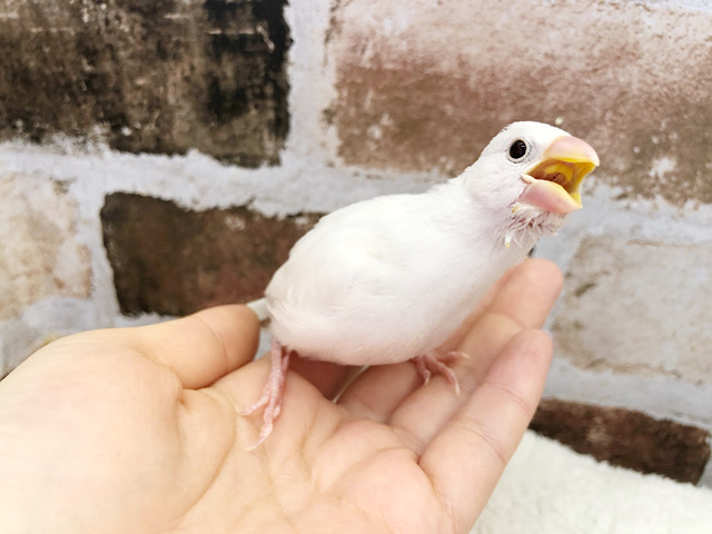 綺麗に成長してます☆白文鳥ヒナ！