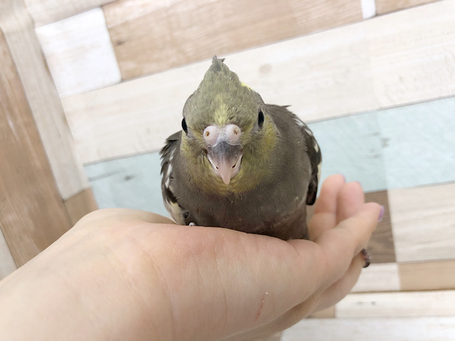 オカメインコ