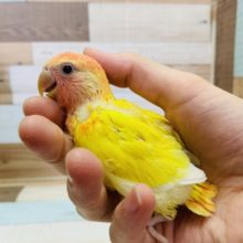 鮮やかなカラー☆コザクラインコ(ルチノーオパーリン)入舎しました♪