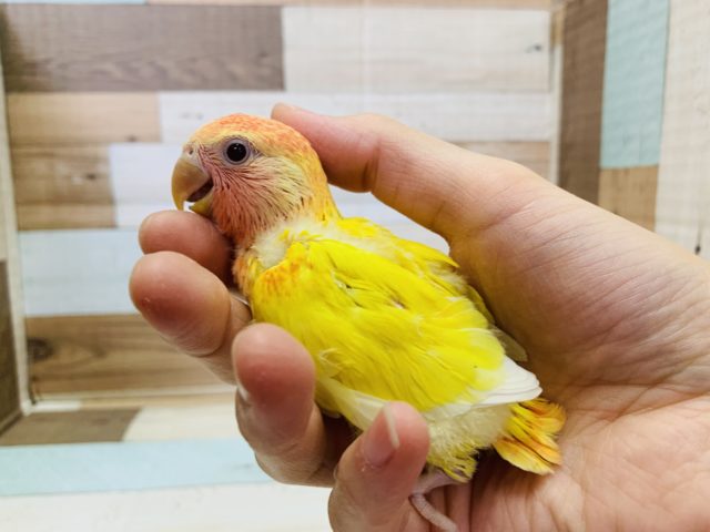 鮮やかなカラー☆コザクラインコ(ルチノーオパーリン)入舎しました♪