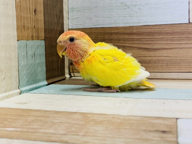 コザクラインコ（小桜インコ）