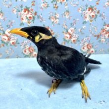 九官鳥  4月21日