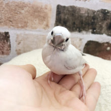 超ホヤホヤ最新画像★への字口。シルバー文鳥きました！