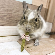 かわいい系男子♥パイドデグーくん！