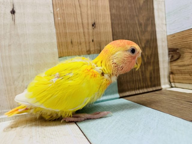 コザクラインコ（小桜インコ）