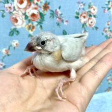 シルバー文鳥　４月７日