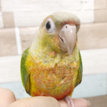 超ホヤホヤ最新画像♪ウロコスマイルです☆ ウロコインコ シナモンになります♪