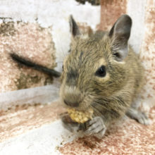 よく食べる活発ガール☆デグーちゃん！