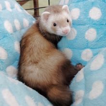 遊んで遊んで！マーシャルフェレット（バタースコッチ）　男の子！