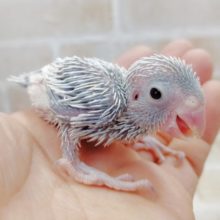 メルヘンカラー　マメルリハ☆アメリカンホワイト　2021年04月23日