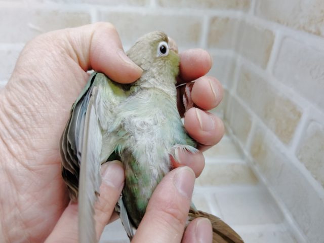 ホオミドリウロコインコ