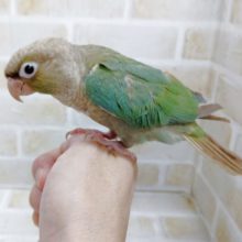 ウロコインコ☆シナモンブルー　2021年5月3日