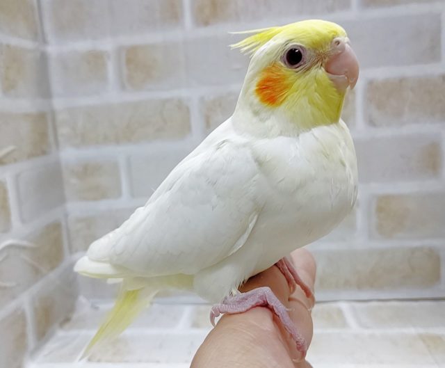 白い子 オカメインコ☆ルチノー その１ 2021年05月04日