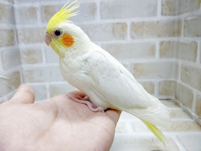 オカメインコ