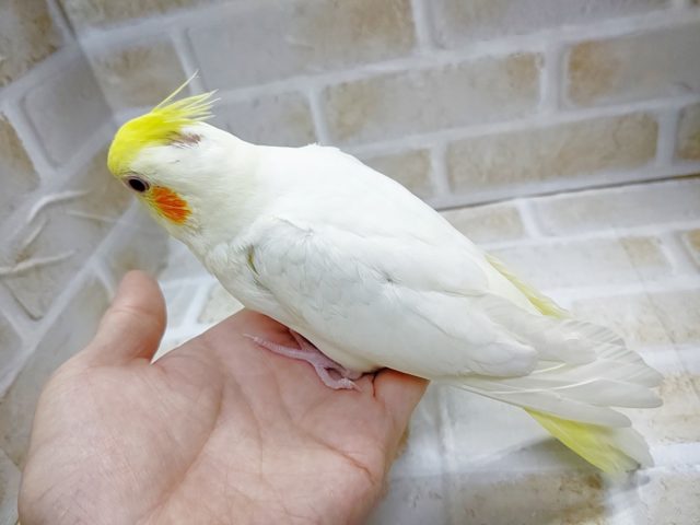 オカメインコ