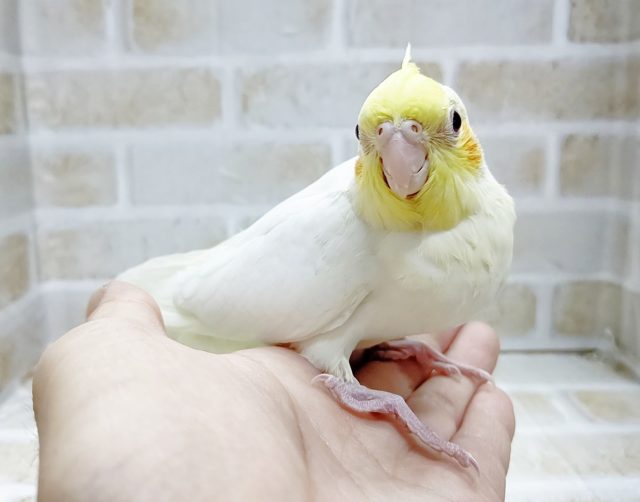 オカメインコ