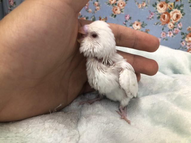 セキセイインコ