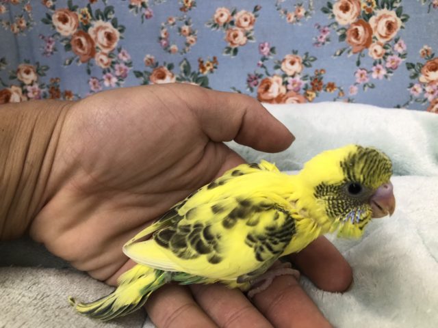 セキセイインコ