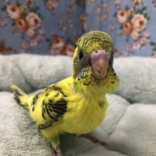 セキセイインコハルクイン入舎しました　４／３０投稿