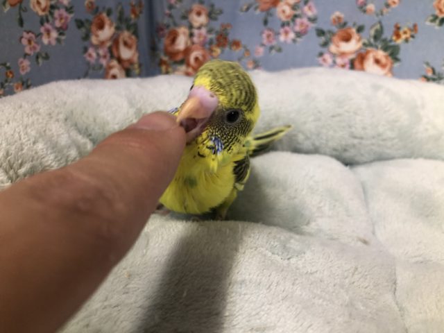 セキセイインコ