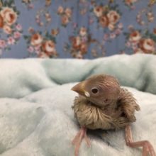 シナモン文鳥さん入舎です！　４／３０投稿