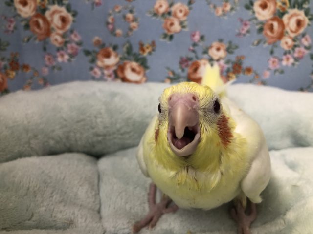 オカメインコ