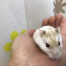 ルビーアイやってきました　４／３０投稿